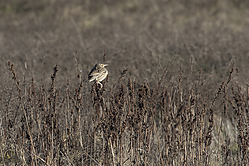 SNWR_PH18_IMG_0507.jpg