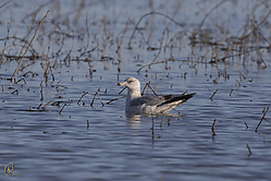 SNWR_PH18_IMG_0517.jpg