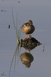 SNWR_PH18_IMG_5374.jpg