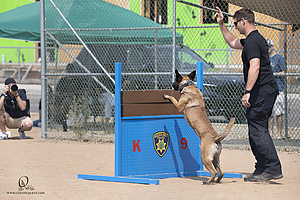 K9T_PH21_IMG_0286.jpg