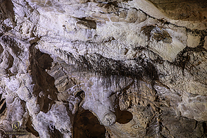 MercerCav_PH26_IMG_9328-Enhanced-NR.jpg