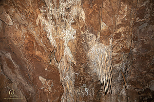 MercerCav_PH26_IMG_9372-Enhanced-NR.jpg