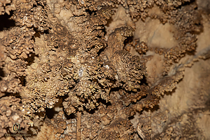 MercerCav_PH26_IMG_9383-Enhanced-NR.jpg