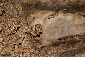 MercerCav_PH26_IMG_9386-Enhanced-NR.jpg