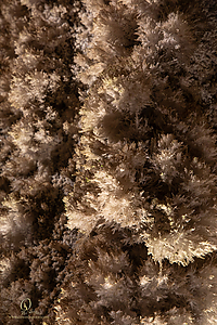 MercerCav_PH26_IMG_9406-Enhanced-NR.jpg
