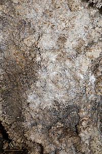 MercerCav_PH26_IMG_9410-Enhanced-NR.jpg