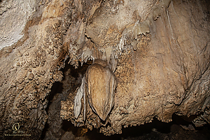 MercerCav_PH26_IMG_9426-Enhanced-NR.jpg