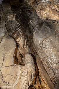 MercerCav_PH26_IMG_9444-Enhanced-NR.jpg