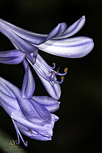 DA_PH25_IMG_2628-Enhanced-NR.jpg