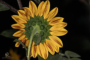Macro_PR_IMG_2953-Enhanced-NR.jpg