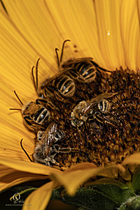 Macro_PR_IMG_2966-Enhanced-NR.jpg