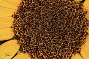 Macro_PR_IMG_2971-Enhanced-NR.jpg