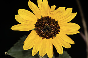 Macro_PR_IMG_2993-Enhanced-NR.jpg