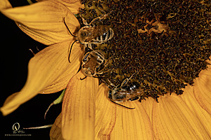 Macro_PR_IMG_3003-Enhanced-NR.jpg