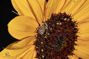 Macro_PR_IMG_3046-Enhanced-NR.jpg