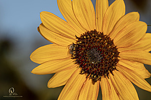 Macro_PR_IMG_3052-Enhanced-NR.jpg