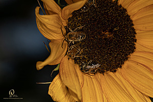 Macro_PR_IMG_3093-Enhanced-NR.jpg