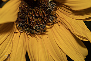Macro_PR_IMG_3107-Enhanced-NR.jpg