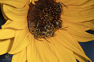 Macro_PR_IMG_3115-Enhanced-NR.jpg