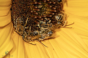 Macro_PR_IMG_3117-Enhanced-NR.jpg