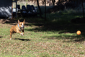 OllieM_PH25_IMG_9235_Enhanced_NR.jpg