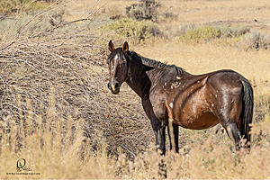 WL_PH25_IMG_3774-Enhanced-NR.jpg