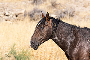 WL_PH25_IMG_3790-Enhanced-NR.jpg
