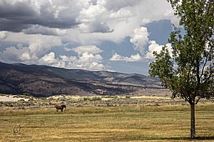 WL_PH25_IMG_3795-Enhanced-NR-2.jpg