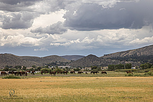 WL_PH25_IMG_3825-Enhanced-NR-2.jpg