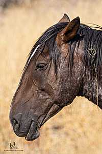 WL_PH25_IMG_3842-Enhanced-NR.jpg