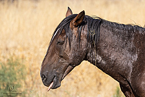 WL_PH25_IMG_3843-Enhanced-NR.jpg
