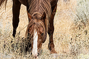 WL_PH25_IMG_3914-Enhanced-NR.jpg