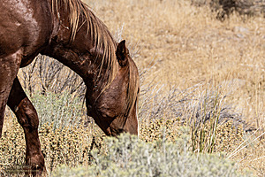 WL_PH25_IMG_3919-Enhanced-NR.jpg