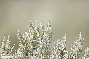 WL_PH25_IMG_4001-Enhanced-NR.jpg