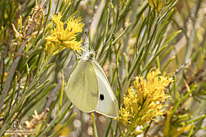 WL_PH25_IMG_4009-Enhanced-NR.jpg