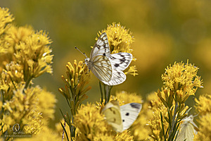 WL_PH25_IMG_4016-Enhanced-NR.jpg