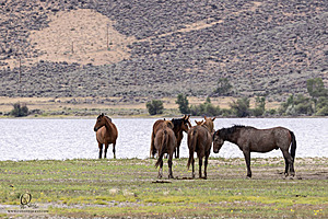 WL_PH25_IMG_4139-Enhanced-NR.jpg