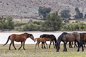 WL_PH25_IMG_4185-Enhanced-NR.jpg