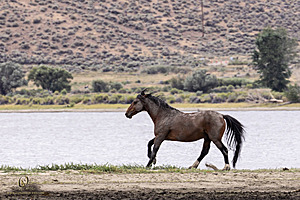 WL_PH25_IMG_4187-Enhanced-NR.jpg