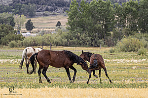 WL_PH25_IMG_4225-Enhanced-NR.jpg