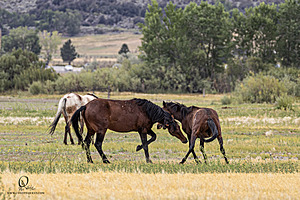 WL_PH25_IMG_4226-Enhanced-NR.jpg