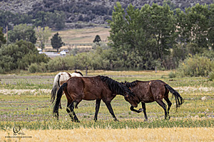 WL_PH25_IMG_4228-Enhanced-NR.jpg
