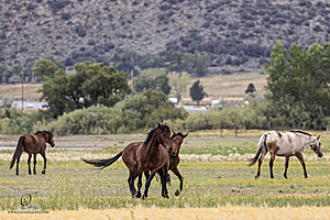 WL_PH25_IMG_4236-Enhanced-NR.jpg