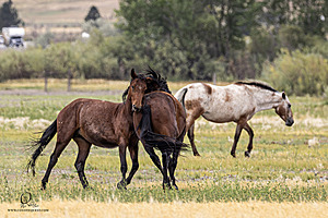 WL_PH25_IMG_4239-Enhanced-NR.jpg