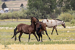 WL_PH25_IMG_4240-Enhanced-NR.jpg