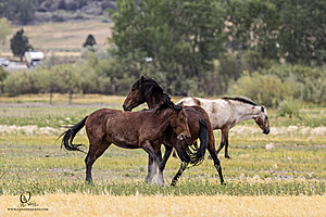 WL_PH25_IMG_4242-Enhanced-NR.jpg