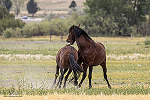 WL_PH25_IMG_4247-Enhanced-NR.jpg