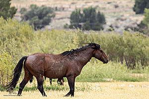WL_PH25_IMG_4261-Enhanced-NR.jpg