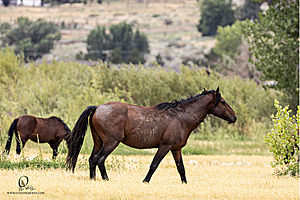 WL_PH25_IMG_4263-Enhanced-NR.jpg