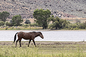 WL_PH25_IMG_4305-Enhanced-NR.jpg